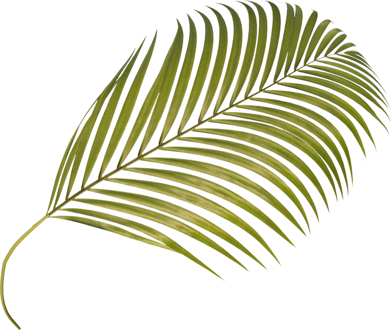 Areca Palm Leaf Cutout